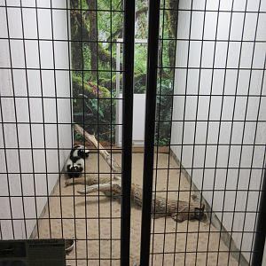 Tropical House - Striped Skunk Exhibit