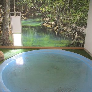 Tropical House - American Alligator Indoor Exhibit
