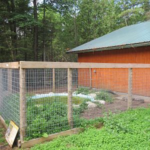 Tropical House - American Alligator Exhibit