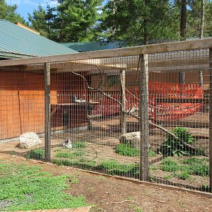 Tropical House - Ring-tailed Lemur Exhibit