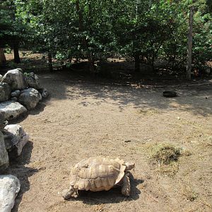 Sulcata Tortoise Exhibit