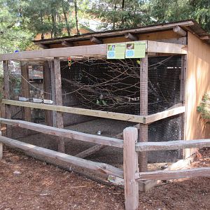 Budgie/Cockatiel Aviary