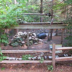 North American Porcupine Exhibit