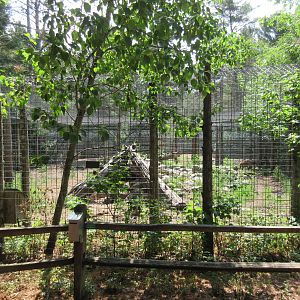 Spotted Hyena Exhibit