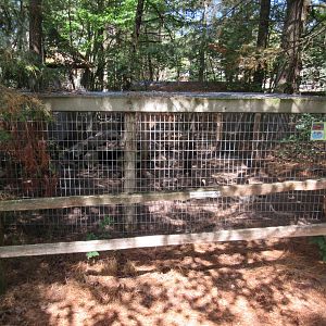 Red Fox Exhibit (a fairly white specimen)