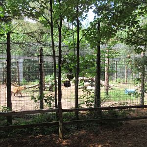 Spotted Hyena Exhibit