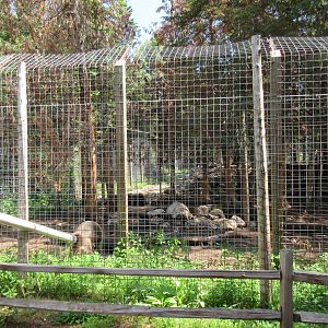 Grizzly Bear Exhibit (labeled as Syrian Bear)