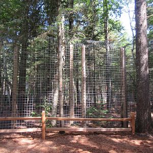 African Lion Exhibit - New in 2018