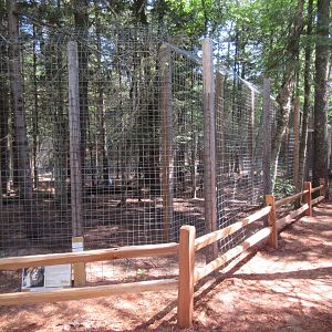 African Lion Exhibit - New in 2018