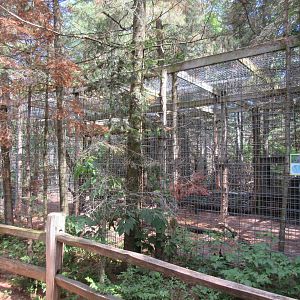 Bobcat Exhibit