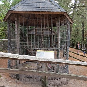 Woodchuck Exhibit (an albino specimen)