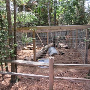 American Badger Exhibit