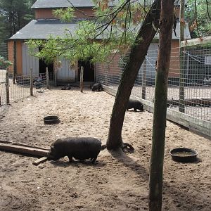 Pot-bellied Pig Exhibit