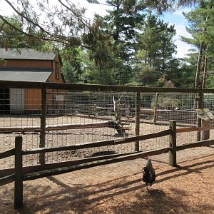 Collared Peccary Exhibit