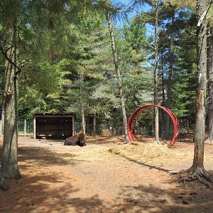 Plains Bison/Miniature Donkey Exhibit