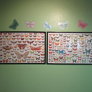 Colourful Butterfly Posters