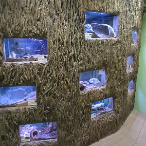 Tarantula Wall (9 species and 1 female of each taxa)