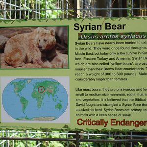 Syrian Bear Sign