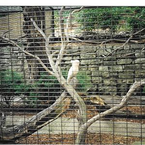 Major Mitchell's cockatoo