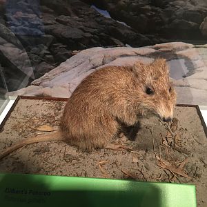 Gilbert’s Potoroo