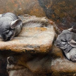 Chinchilla