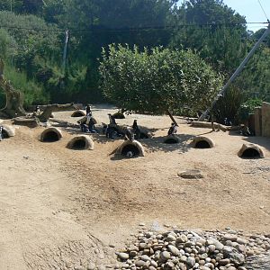 View of Penguin nesting area - 6 July 2018