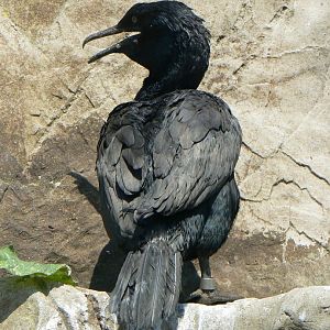 Bank Cormorant - 6 July 2018