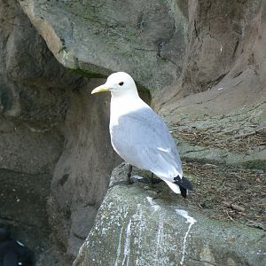 Black-legged Kittiwake - 6 July 2018