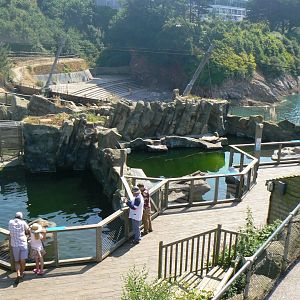South American Fur Seal enclosure - 6 July 2018