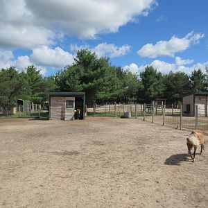 Miniature Horse Exhibit