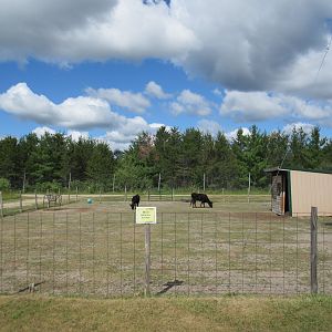 Mini Dexter Cow Exhibit