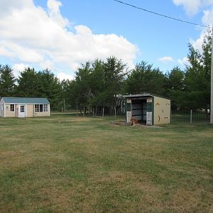 Red Kangaroo Exhibit