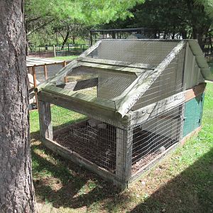 Yellow Golden Pheasant Exhibit