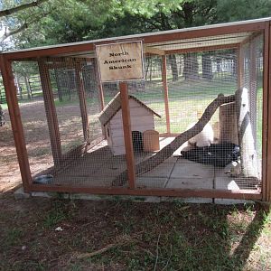 Striped Skunk Exhibit