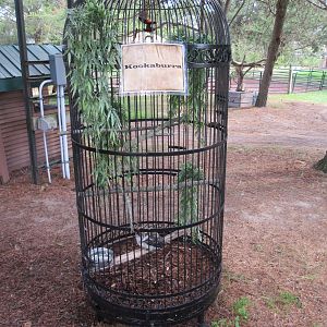 Kookaburra Exhibit