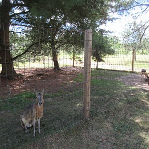 Mara Exhibit