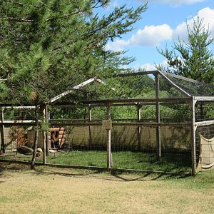 Reeves' Muntjac Exhibit