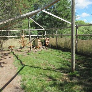 Reeves' Muntjac Exhibit