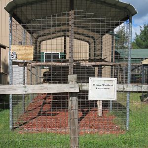 Ring-tailed Lemur Exhibit