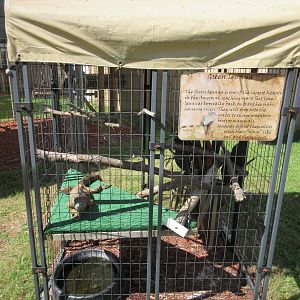 Green Iguana Exhibit