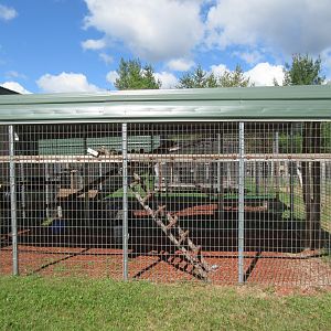 Brown Capuchin Exhibit