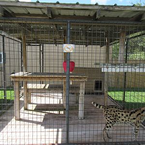 Serval Exhibit