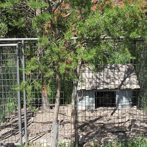 African Crested Porcupine Exhibit