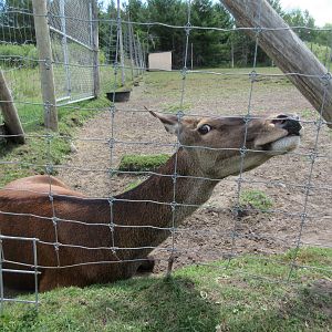 Red Deer