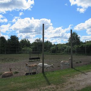 Red Deer/Fallow Deer Exhibit