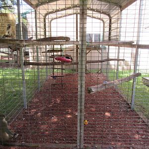 Vervet Monkey Exhibit