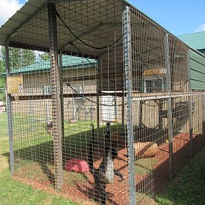 Black-handed Spider Monkey Exhibit