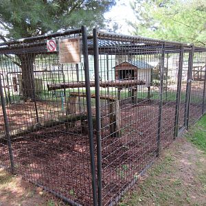 Eurasian Eagle Owl Exhibit