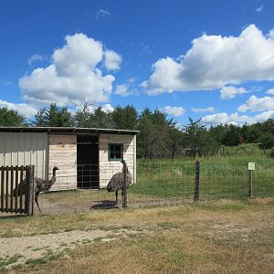 Emu Exhibit