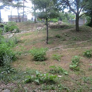 Mexican Grey Wolf Exhibit